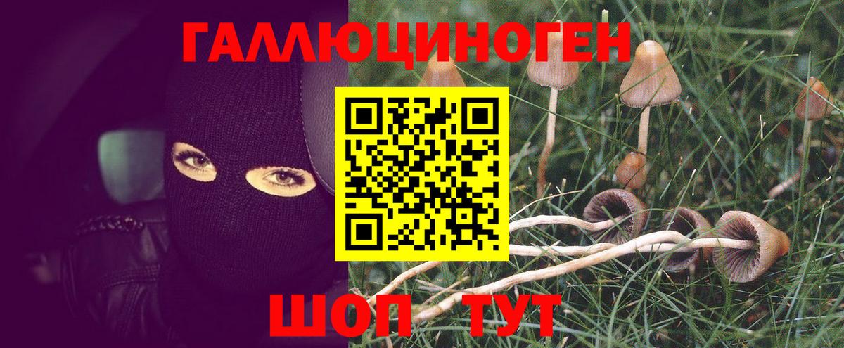 Псилоцибиновые грибы Cubensis Тихорецк